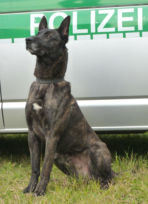 Polizeihund Chato. Foto: Polizei
