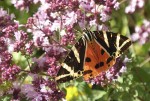 Euplagia quadripunctaria (Russischer Bär, Spanische Fahne u.a.). Foto: Viola Ecker