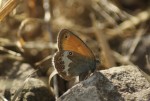 Weißbindiges Wiesenvögelchen. Foto: Viola Ecker